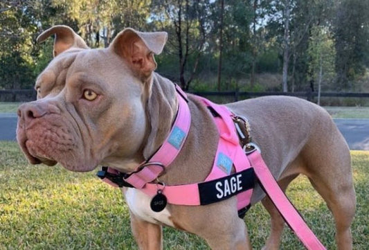 Pink Dog Collar