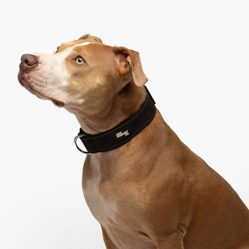 Thick or Thin Collars: Which One Suits Your Dog Best?