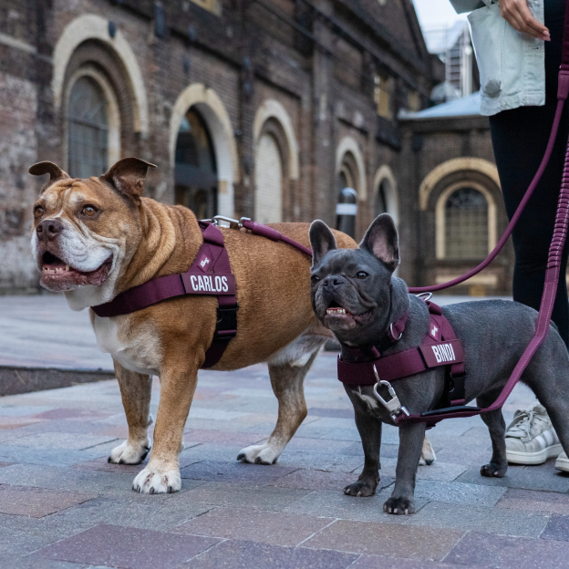 Walk Essentials - Burgundy