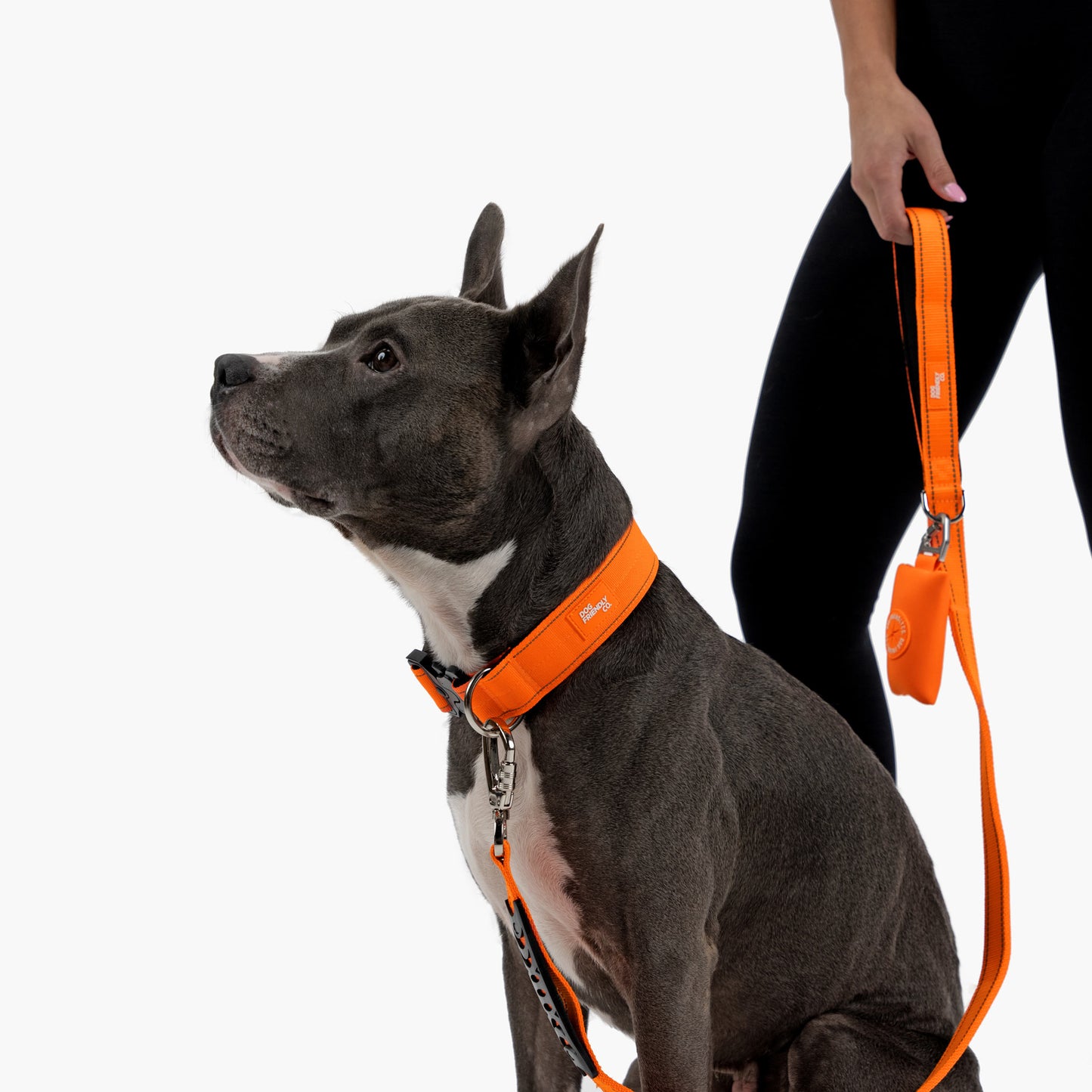 Collar Walk Set - Hi-Vis Orange