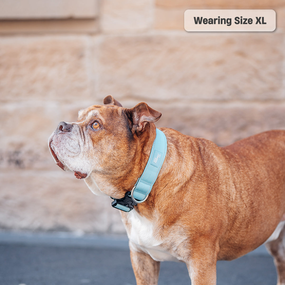 Collar Walk Set - Sky Blue