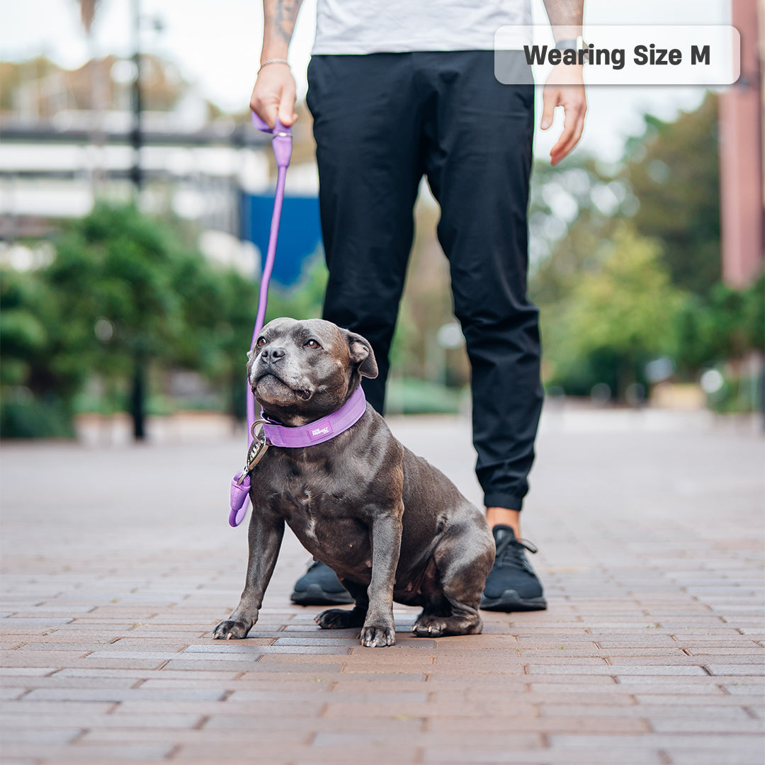 Collar Walk Set - Purple