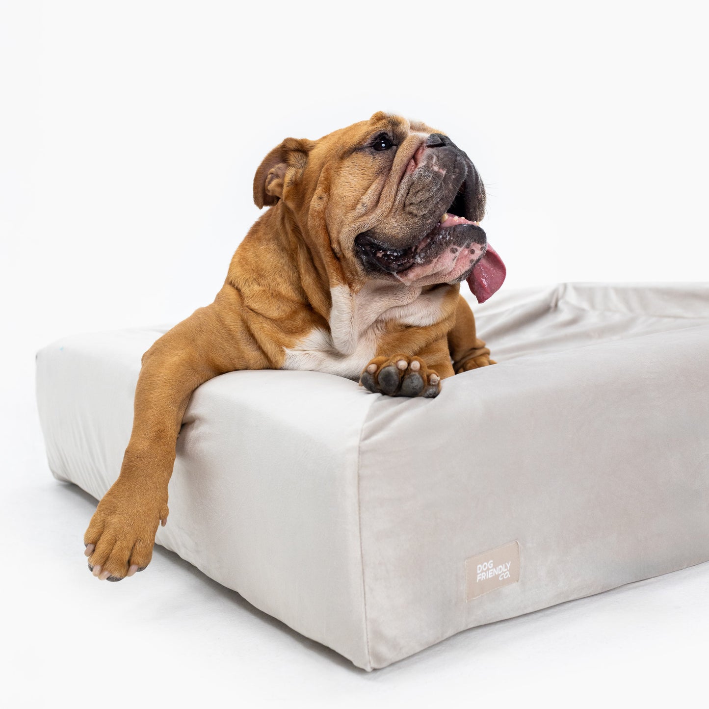 Velvet Easy Fit Dog Bed Cover - Champagne