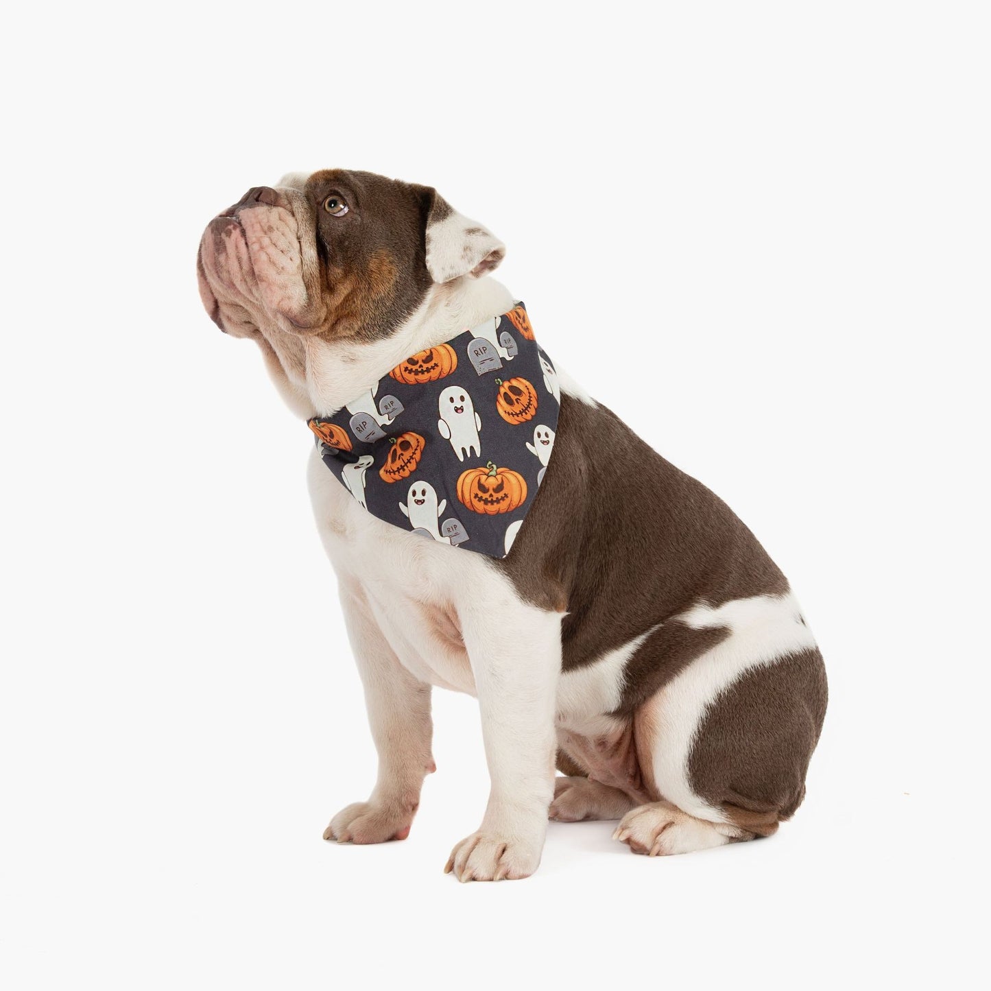 Halloween Dog Bandana