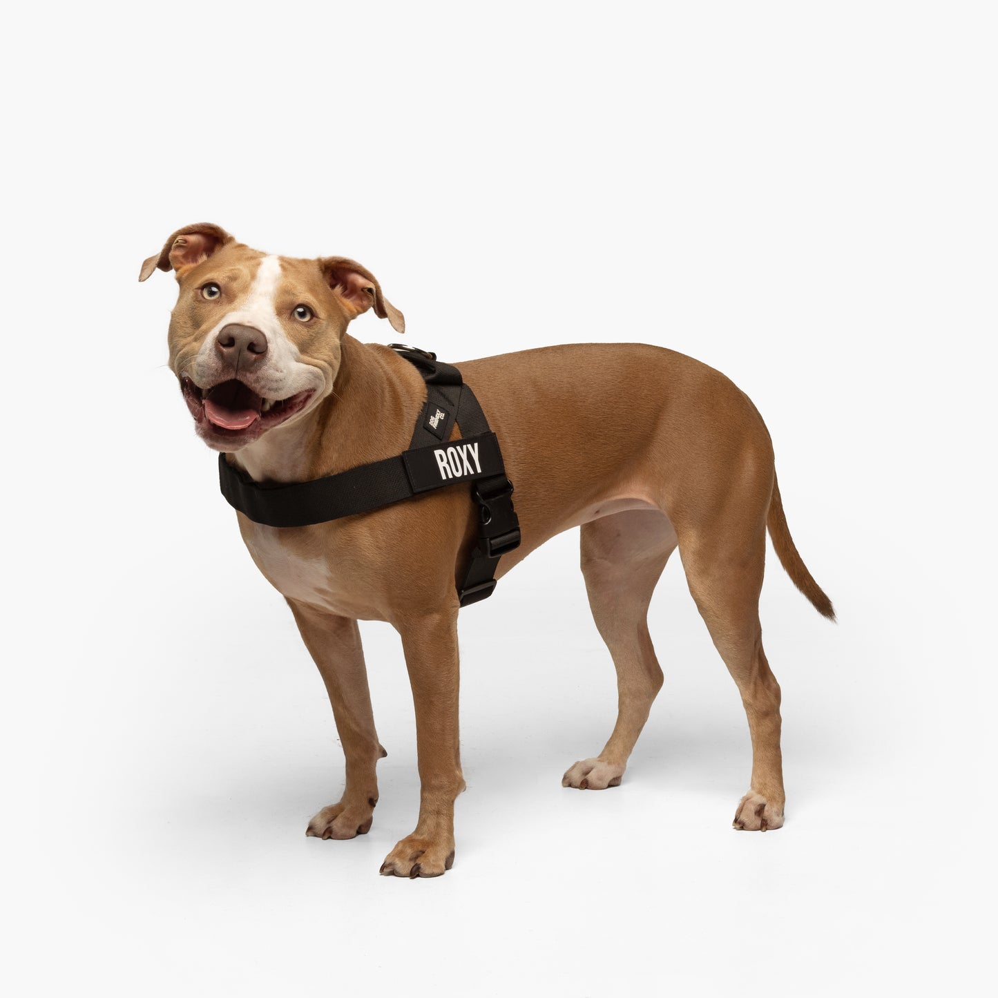 Dog Harness + FREE D-ring