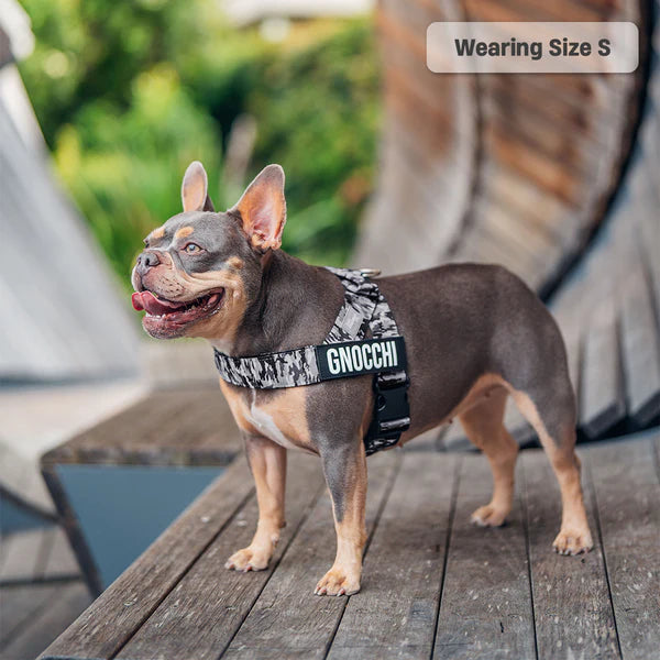 Dog Harness + FREE D-ring