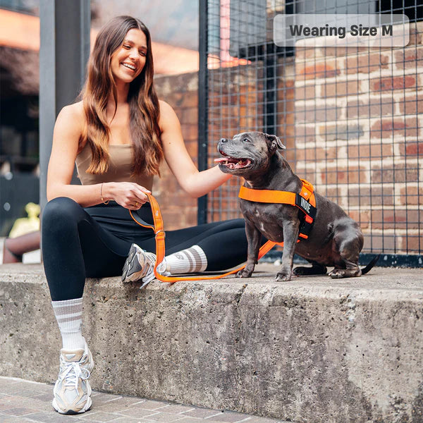 Dog Harness + FREE D-ring