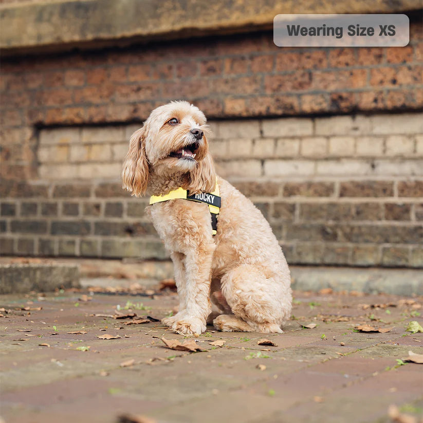 Dog Harness + FREE D-ring