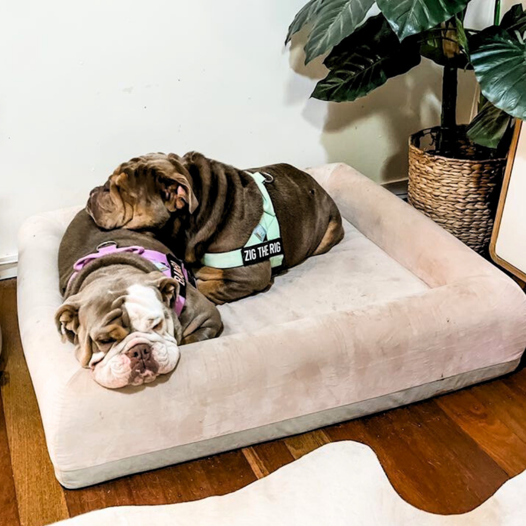 Photo inspiration: Are Memory Foam Dog Beds Good For Dogs Photo Inspiration