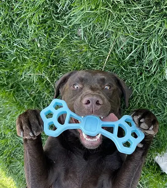 Why Your Dog Eats Grass (And What It's Really Telling You)