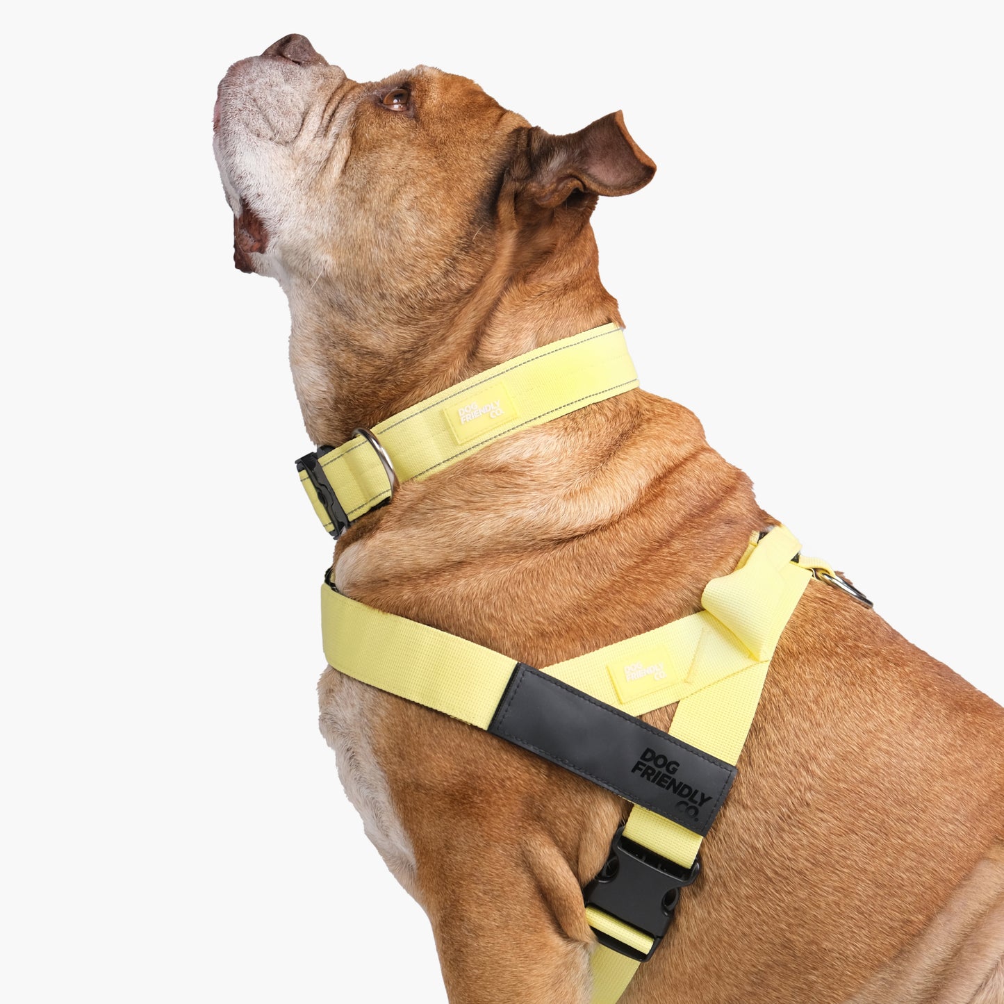 Dog Lovers Pack - Yellow
