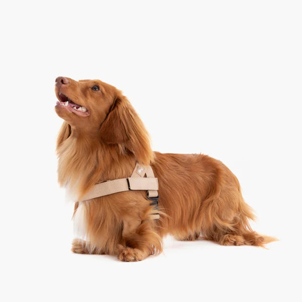 Dog Harness + FREE D-ring