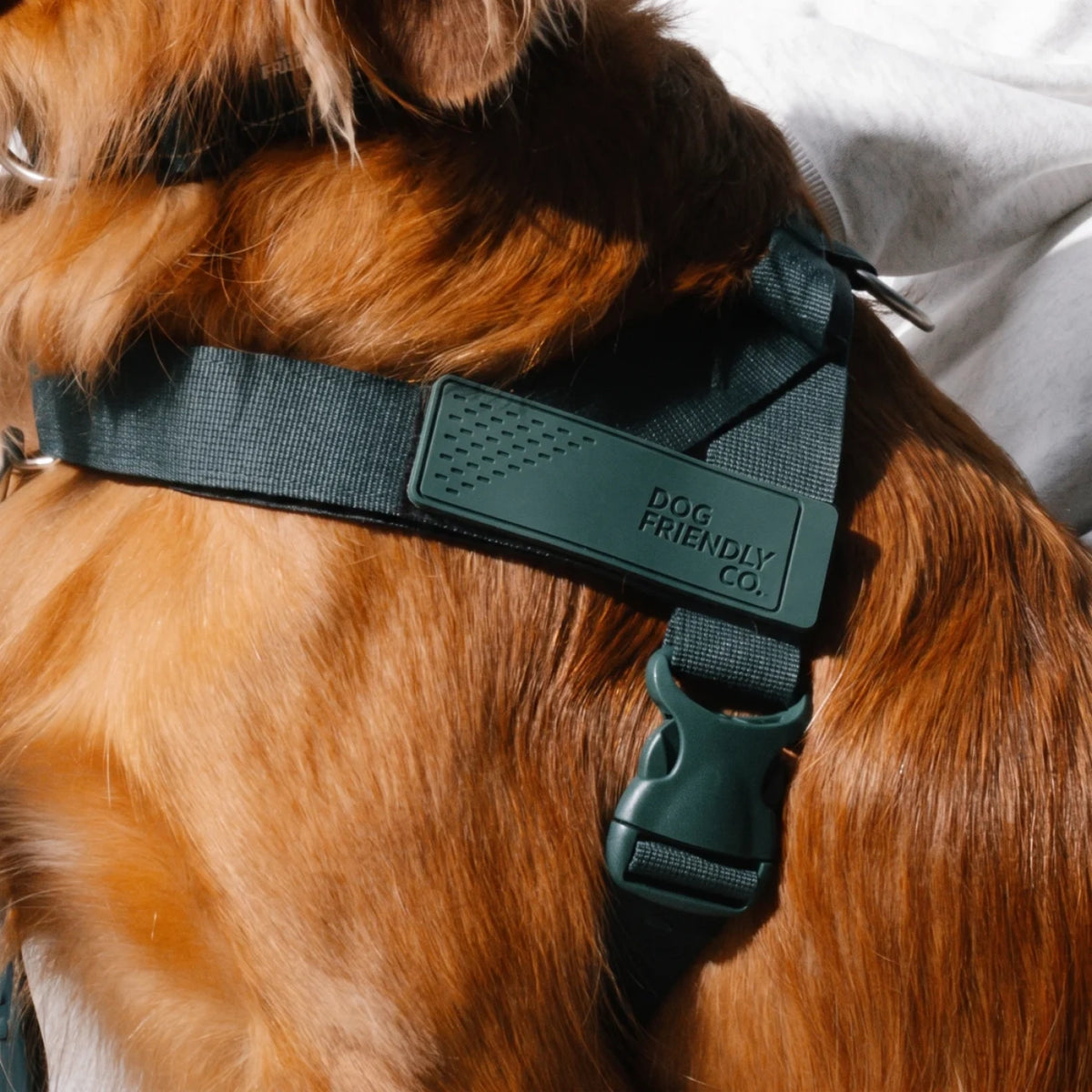 Close-up of the Forest harness on a golden retriever, with its colour-matched buckle