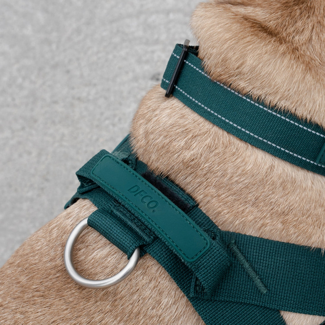 Close-up of the front D-ring and DFCO logo tab on the Forest harness, worn by a French bulldog