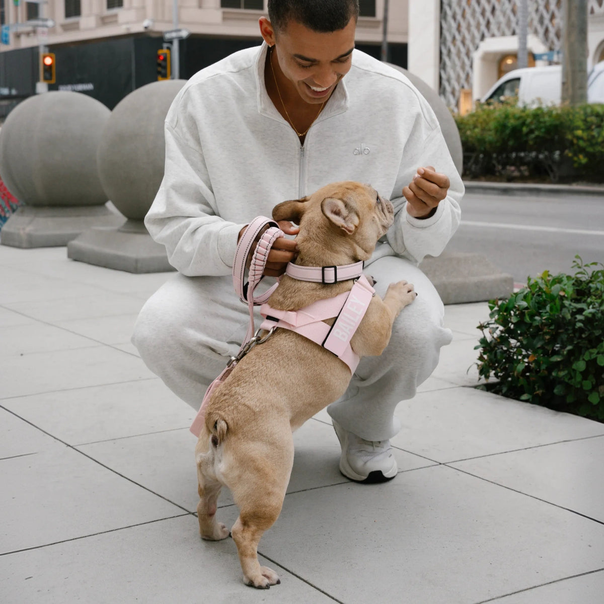 Man crouching to greet a French bulldog in the Sakura harness