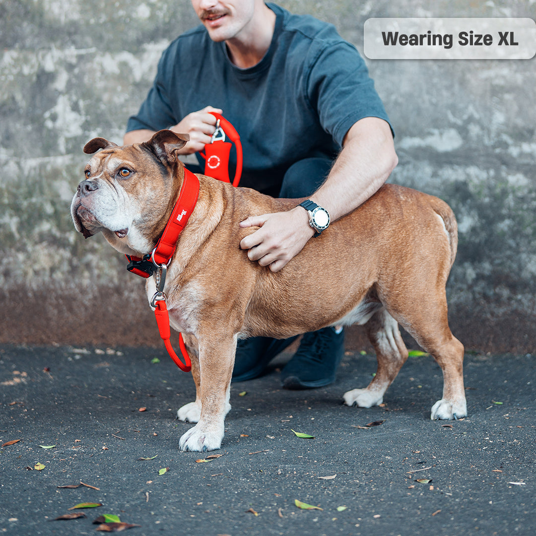 Collar Walk Set - Red