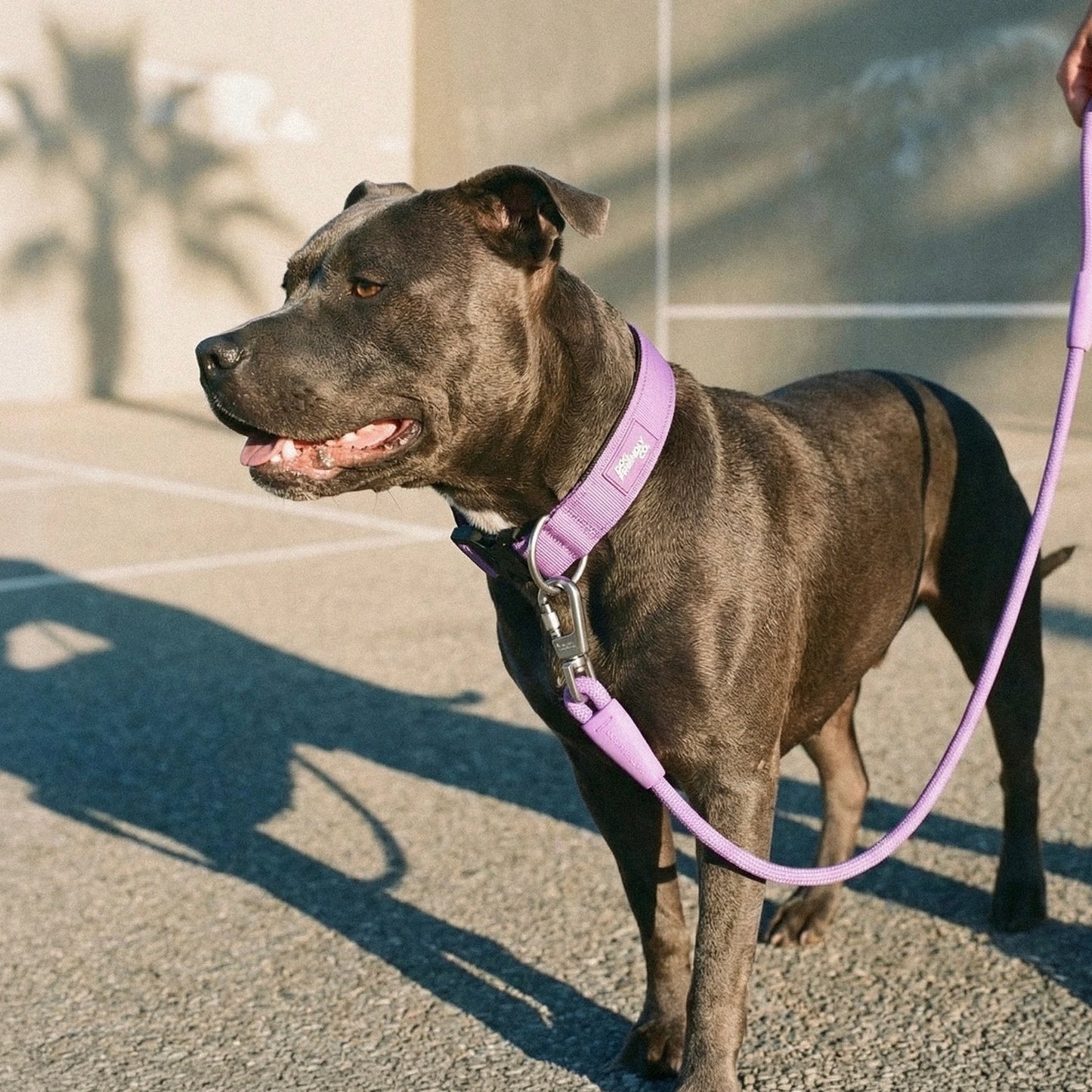 Collar Walk Set - Purple