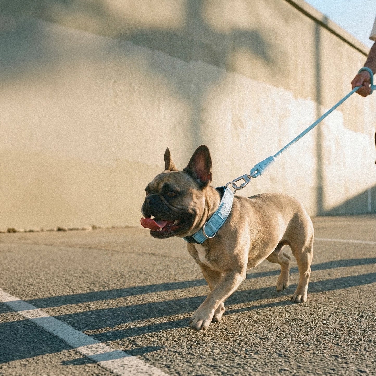 Collar Walk Set - Sky Blue