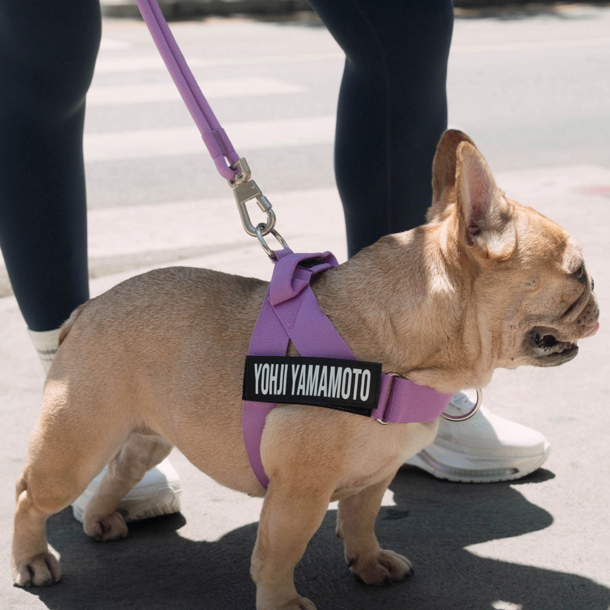 Hands Free Leash - Purple