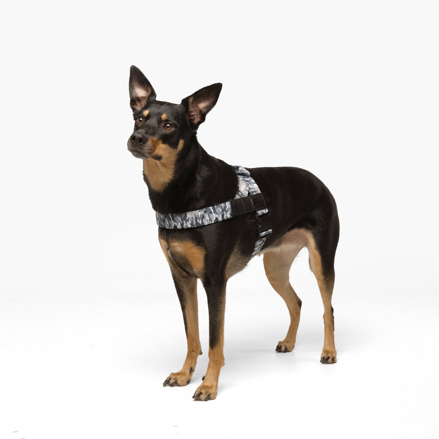 Personalised Dog Harness