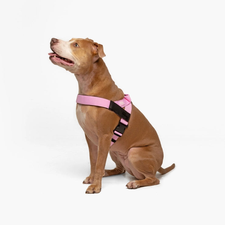 Personalised Dog Harness - Pink