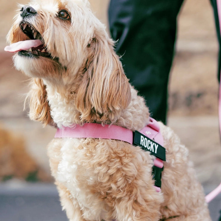 Personalised Dog Harness - Pink