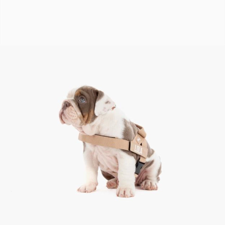 Personalised Dog Harness - Brown