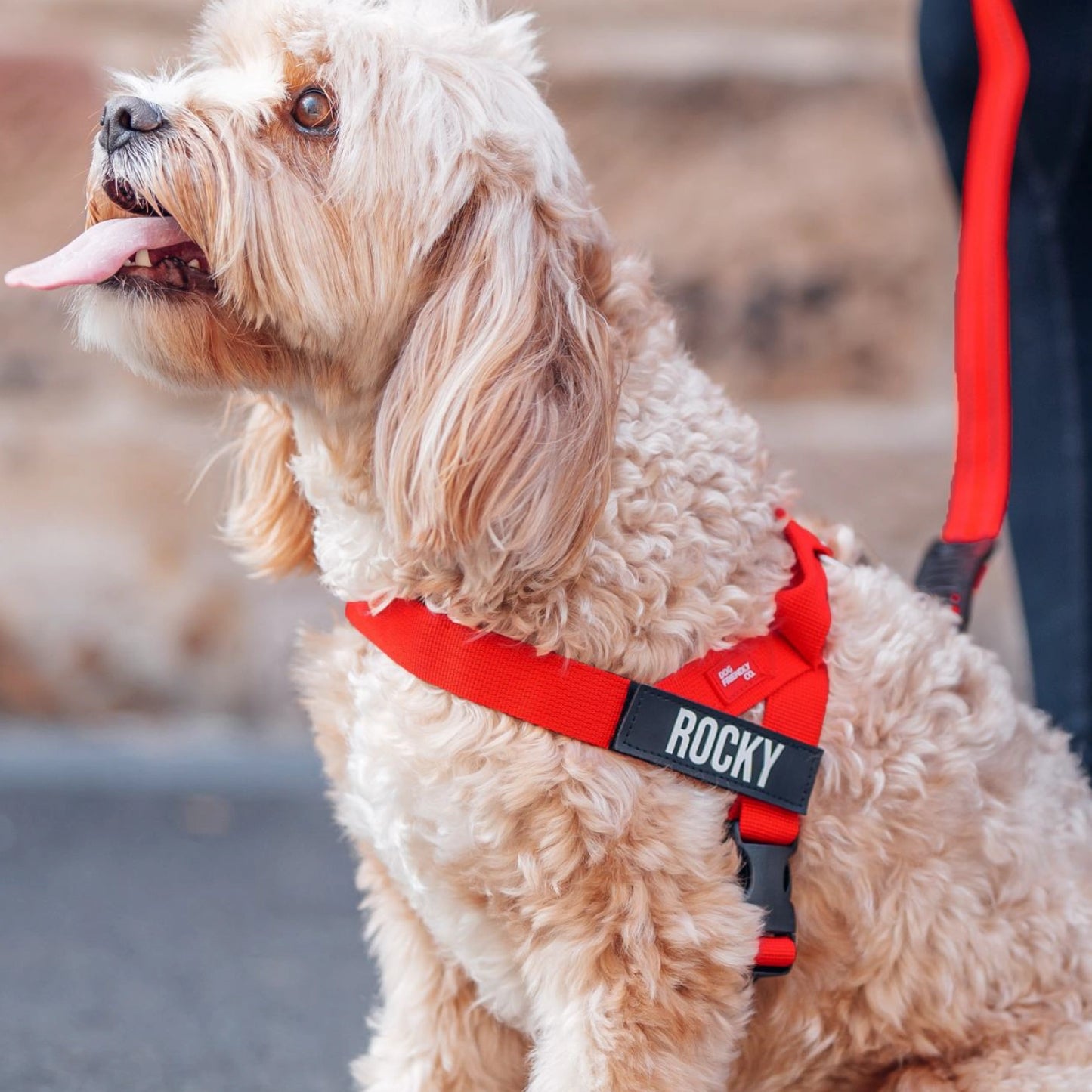 Personalised Dog Harness