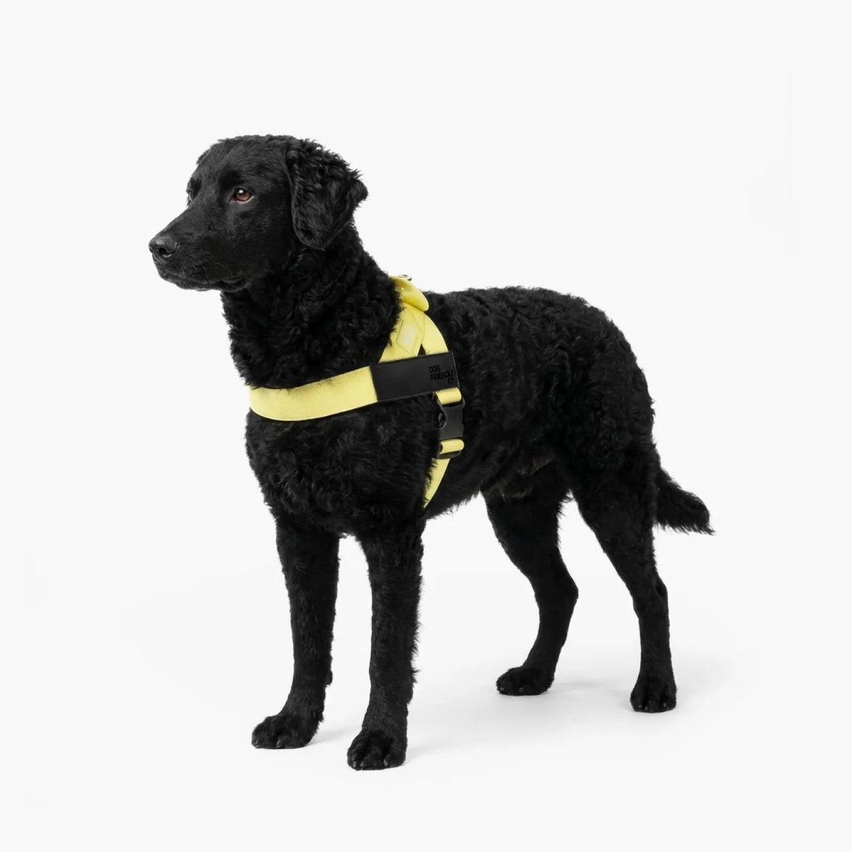 Black curly-coated dog standing on a white background, wearing the yellow Dog Friendly Co. no-pull harness