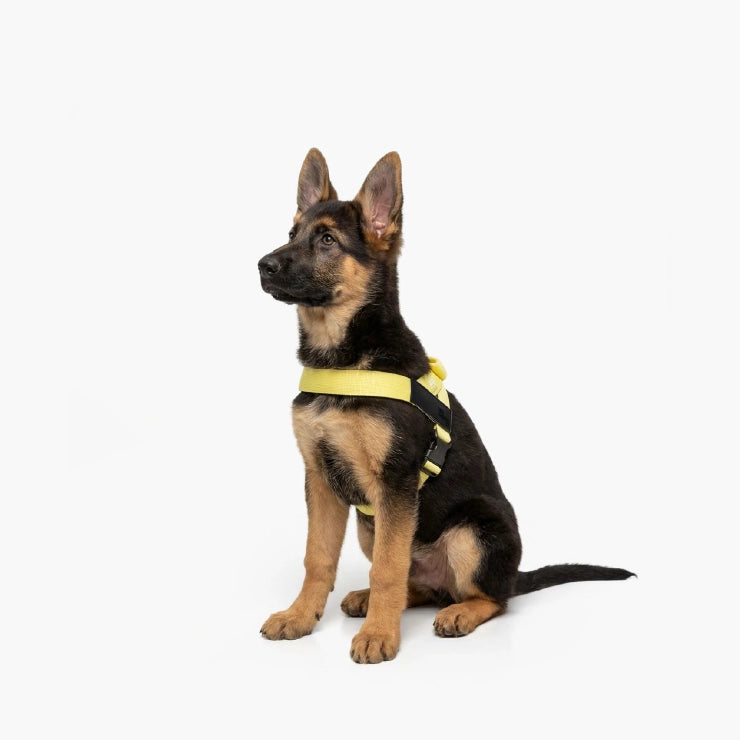 Personalised Dog Harness - Yellow