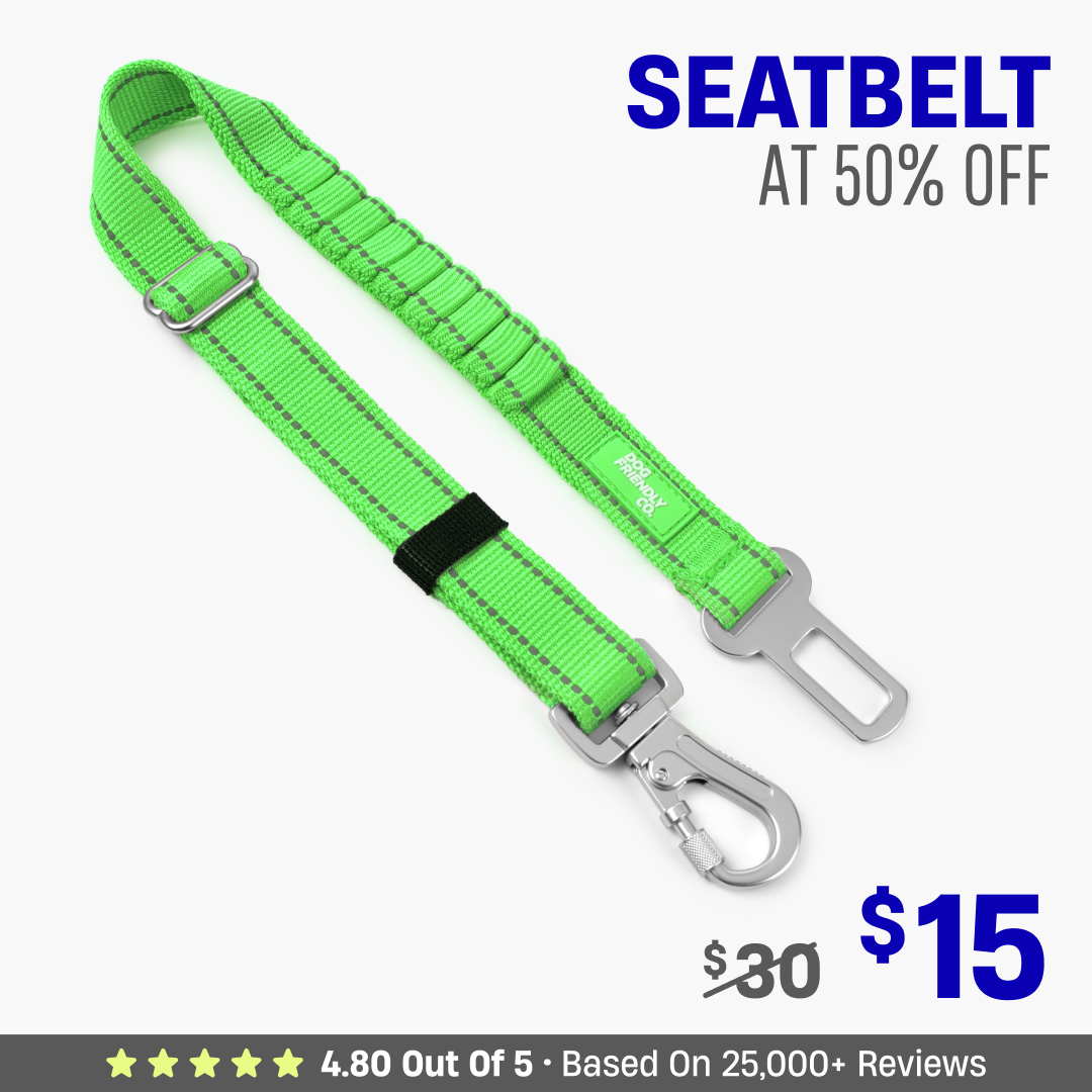 Dog Seat Belt