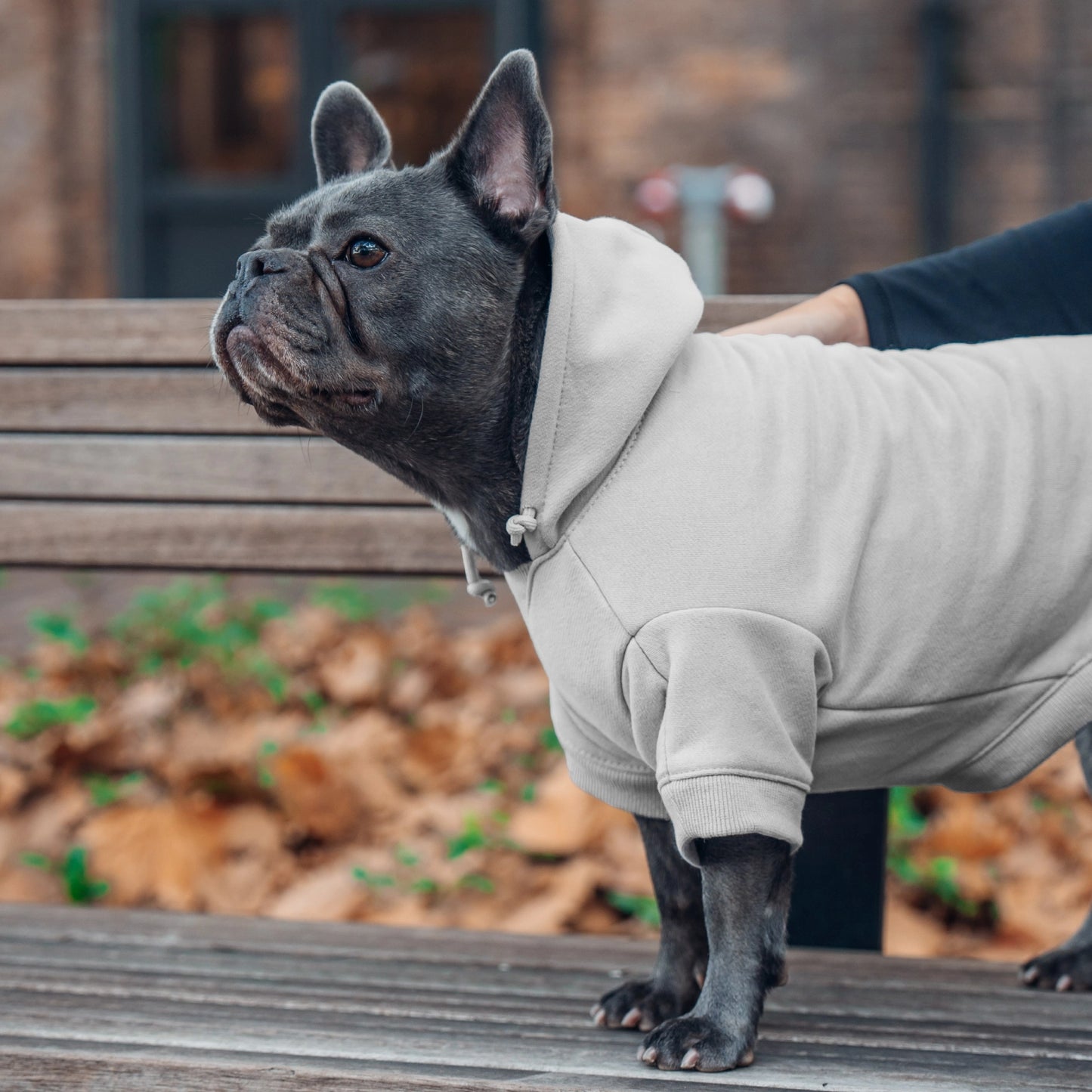 Signature Dog Hoodie - Grey