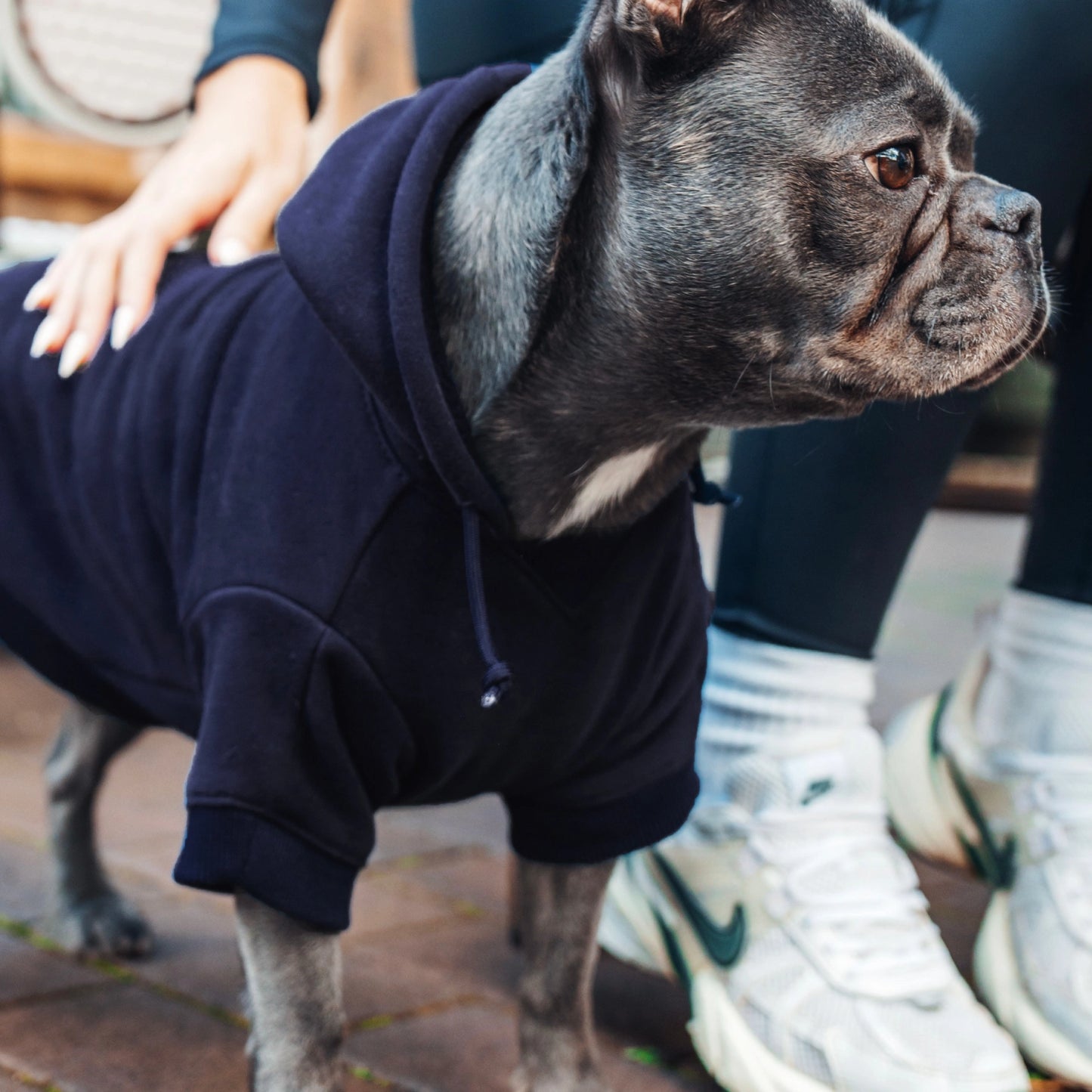 Signature Dog Hoodie - Navy Blue