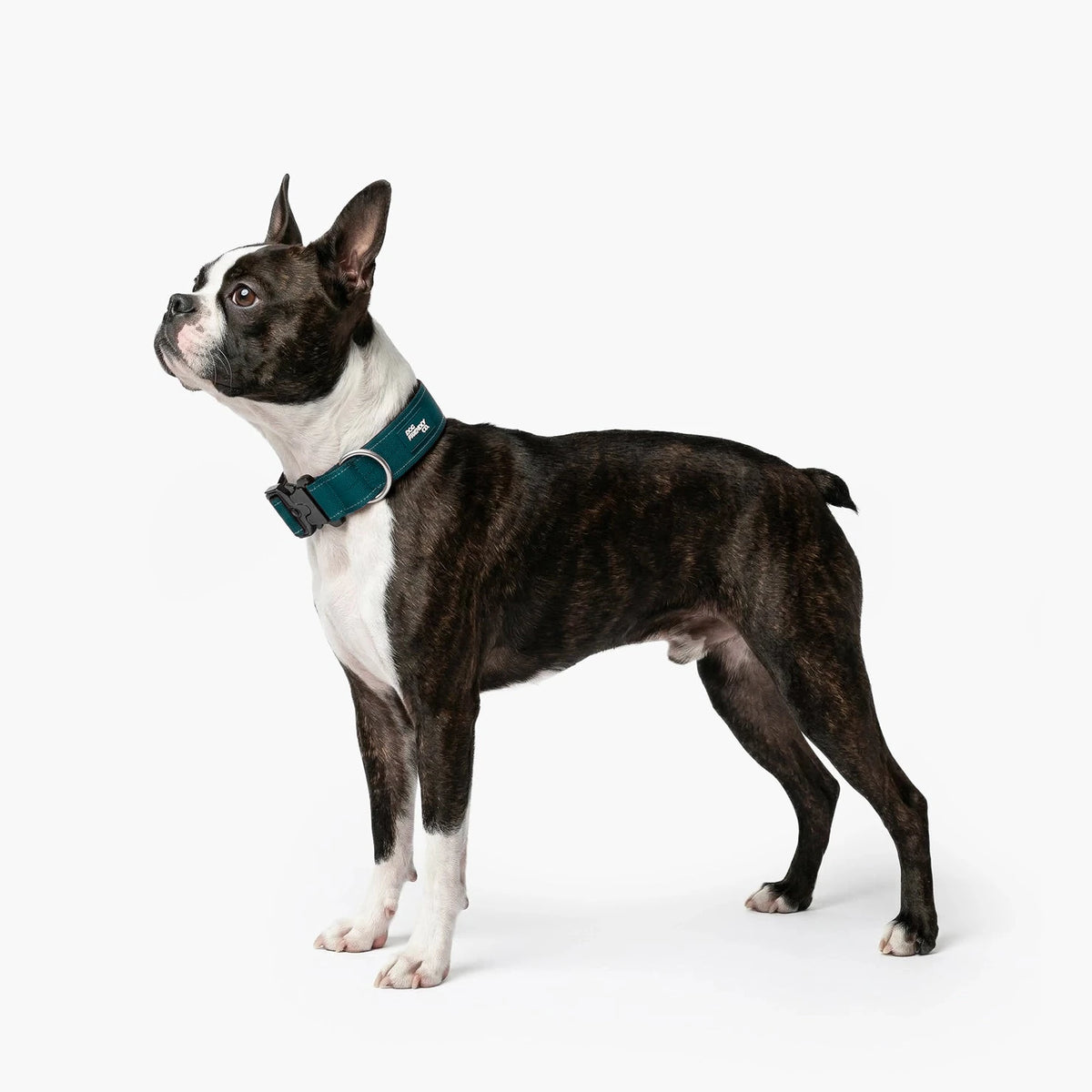 Boston terrier in the Forest tactical collar