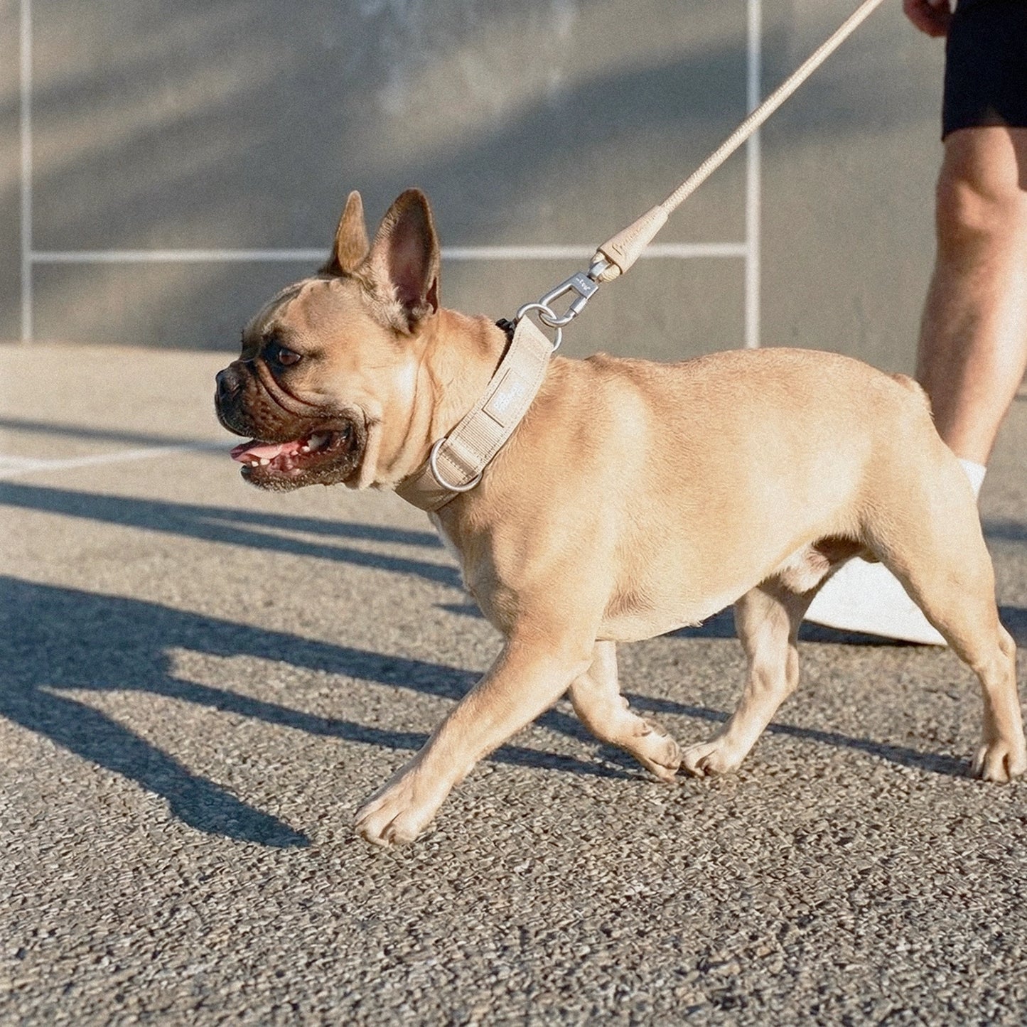 Ultimate No-Pull Bundle - Brown