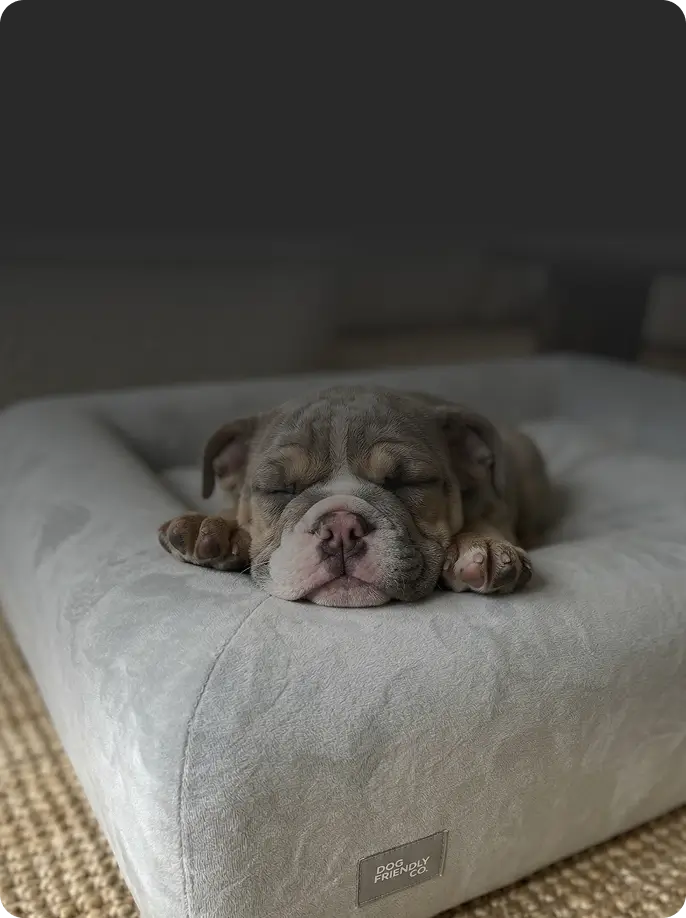 A Bed They'll Actually Use