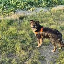 Customer dog wearing a no-pull harness
