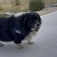Customer dog wearing a navy harness
