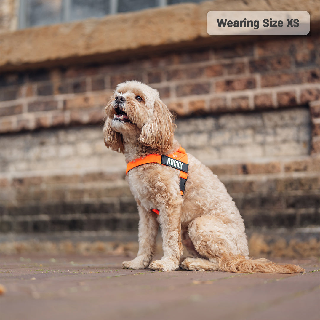 Dog Harness - Orange