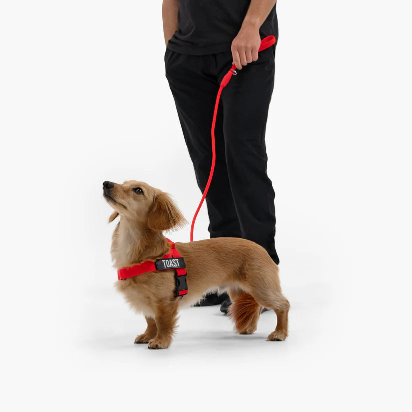 Dog Harness + FREE D-ring