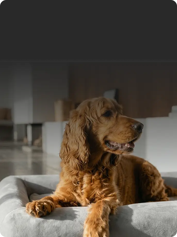 Reduces Joint Pain & Supports Deeper Sleep